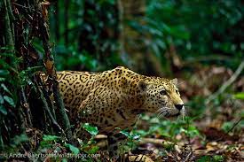 Its coat is normally yellow and tan, but the color Jaguar Panthera Onca In Lowland Tropical Rainforest Manu Rainforest Animals Tropical Rainforest