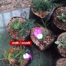 Bunga ini dimanfaatkan untuk buket, bunga hias dan bunga meja. Jual Bibit Bunga Anyelir Dianthus Agro Bibit Id