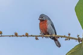 Image result for Kotschya capitulifera