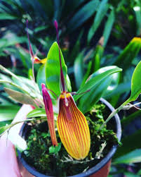 Restrepia Striata Orchideen Orchidee Orchideengarten Orchid Orchids Orchidaceae Dahlenburg Wendland Nieders Orchideen Garten Orchideen Orchideenpflege