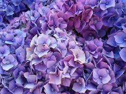 When To Cut Old Flowers Off Of A Hydrangea