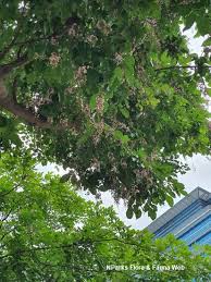 Image result for Millettia pinnata