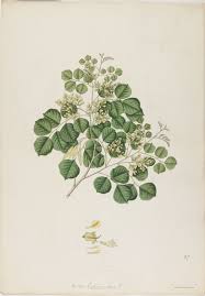 Image result for Dalbergia sissoo