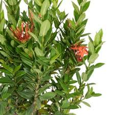 Image result for Ixora narcissodora