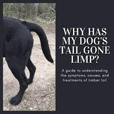 Why Has My Dog S Tail Gone Limp Pethelpful