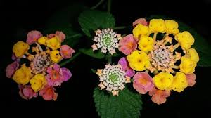 Image result for Lantana angolensis
