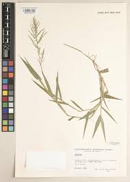 Image result for Panicum schinzii
