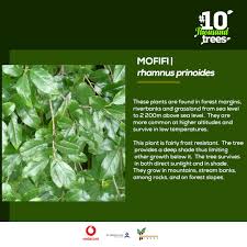 Image result for Rhamnus prinoides