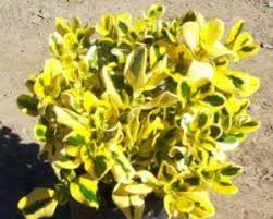 Image result for Coptosperma zygoon