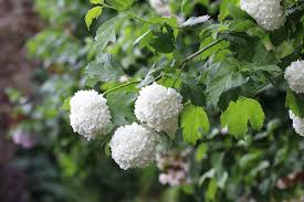 Den ahorn richtig schneiden im jahr 2021 ✅ wann ist der richtige zeitpunkt zum schneiden des ahorns? Gemeiner Schneeball Viburnum Opulus Pflege Anleitung