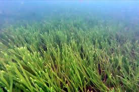 Image result for Zostera capensis