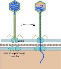 The interplay between the virus size and the genome length can be captured via the packing ratio which is the percent fraction of the capsid volume taken by viral dna. Lambda Phage Replication Cycle Viralzone