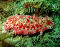 Image result for Hexalobus mossambicensis