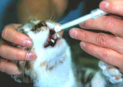 Maybe you would like to learn more about one of these? Giving Oral Medications To Your Cat