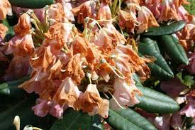 Im februar kann der rhododendron ebenfalls geschnitten werden. Darf Man Verbluhte Bluten Vom Rhododendron Abschneiden 5 Tipps