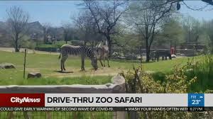 Find out about hours, location, admission costs plus the animals and the bad news is the toronto zoo is closed on christmas day, december 25th. Toronto Zoo Unveils Drive Thru Scenic Safari Experience