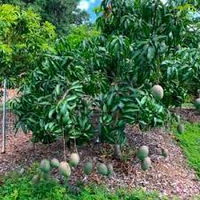 Mango tree fruit punch variety grafted in a 3 gallon container. Sw E 4 Mango Fruit Punch Sweetsong Groves Llc