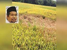 We did not find results for: 213 7 Hektar Sawah Padi Diserang Bena Perang