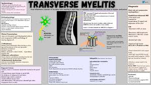 Inflammatory disorder that involves a complete transverse section of the spinal cord. Transverse Myelitis Pathophysiology Excessive Grepmed
