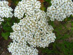 Common Yarrow Pictures Flowers Leaves Identification Achillea Millefolium
