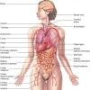 This article looks at female body parts and their functions, and it provides an interactive diagram. 1