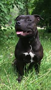 Adagio Jackson S Dog Pitbull Terrier Pitbull Dog Bull Terrier