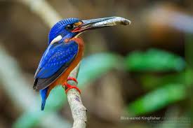 Burung raja udang burung dengan nama latin king fisher adalah salah satu burung pemakan ikan. Burung Indonesia Ar Twitter Burung Raja Udang Meninting Indikator Lingkungan Yang Semakin Menghilang Https T Co T16yumpdtc