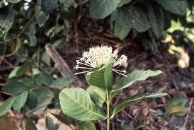 Image result for Ixora brachypoda