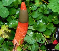 Image result for Mutinus elegans