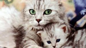 Her Turlu Ucuz Ve Kaliteli Kedi Mamasi Diger Kedi Mamasi Fiyatlari Icin Www Patisepeti Com Sitesini Ziyaret Edin Sevimli Kediler Hayvanlar Evcil Hayvanlar