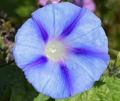 Image result for Ipomoea crassipes
