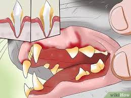 Check spelling or type a new query. How To Clean A Cat S Teeth With Pictures Wikihow