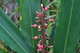 Image result for Renealmia