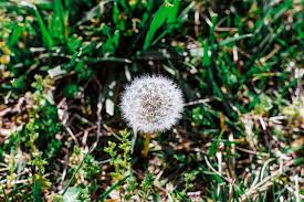 Learn more about what powdery mildew is, how it develops, and what you can do to prevent it. Hd Wallpaper White Dandelion Plant Flower Blossom Fungus Vegetation Petal Wallpaper Flare