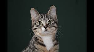 I have a young male cat and am trying to avoid having to do a lot of dental work in the future. Clicker Training Cats Youtube