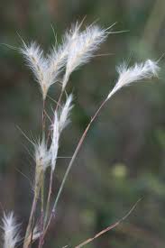 Image result for Andropogon eucomus