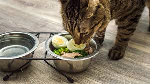 Balancing Wet and Dry Cat Food: A Guide to Mixed Feeding - Doobert  Balancing Wet and Dry Cat Food: A Guide to Mixed Feeding