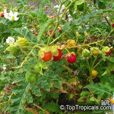 Image result for Solanum richardii