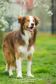 Very Pretty Cinnamon Border Collie Australian Shepherd Australian Shepherd Puppies English Shepherd