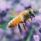 Bees & Biodiversity Presentation: Niagara Bee Group