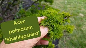 Maybe you would like to learn more about one of these? The Unique Beauty Of Acer Palmatum Shishigashira Lion S Head Maple Hobby Bobby Youtube