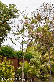 Image result for Cassia agnes