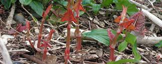 If it's knotweed, you'll need a survey and a management plan prepared. How To Identify And Kill Japanese Knotweed Flowerpotman Landscape Gardener