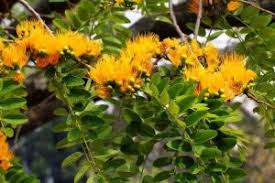 Image result for Nesaea heptamera