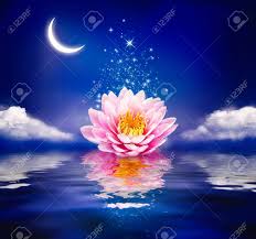 For your convenience, there is a search service on the main page of the site that would help you find images similar to lotus flower image free with nescessary type and size. Beautiful Magic Flower On Water Waterlily Or Lotus And Moon Stock Photo Picture And Royalty Free Image Image 129259986