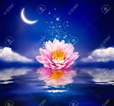 But spring is a magical season, especially here in the netherlands. Beautiful Magic Flower On Water Waterlily Or Lotus And Moon In Night Stock Photo Picture And Royalty Free Image Image 129259986
