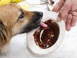 Can Dogs Eat Nutella Woof Whiskers