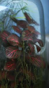 Le ricin est une autre plante qui présente des feuilles rouge pourprée spectaculaires de 40 cm de outre les plantes vertes habituelles, il existe toute une gamme de végétaux au feuillage écarlate qui. 54 Idees De Feuillages Feuillage Plante Jardins