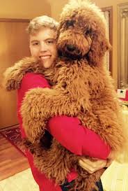 (yes, doodle love even cuts across party lines.) goldendoodles are loved for a variety of reasons — appearance, personality, intelligence — and. Pin On Standard Poodle Teddy Bear Cuts