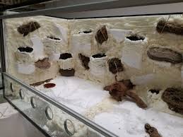 Damit das nicht zu allzu großen bildungslücken führt, gibt es das haus natur und umwelt. Lanschaftsbau Fur 3 Paludarien Fur Das Haus Natur Und Umwelt